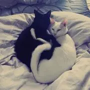 らりるりら