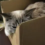 しぇりの画像