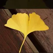 ぎんなんの画像