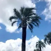しーたの画像