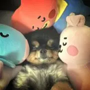 みー
