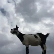mima