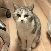 ヤスの画像
