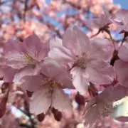 KOHの画像