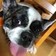 ちょろの画像
