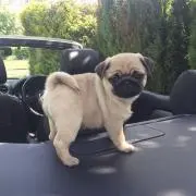 PURINの画像