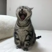 あずきの画像