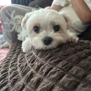 お団子ちゃんの画像