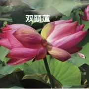 ふく29の画像