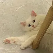シーの画像
