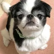 ちゃばの画像