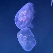 ににの画像