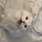 白桃の画像