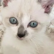 えみりん
