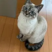 アル