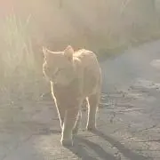 ソラの画像