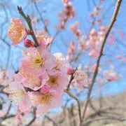 ひとみ