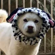 柊の画像