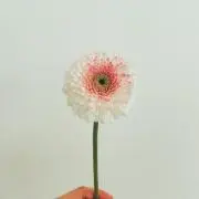 nikoの画像