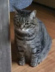 Mana