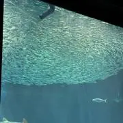 みのの画像