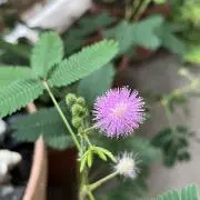 つばきの画像