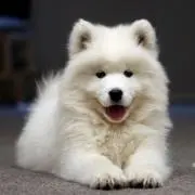 モフ