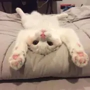 ⌘の画像