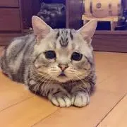 ちーの画像