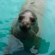 ききらら