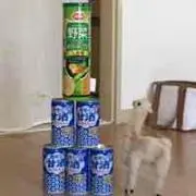 めぷの画像