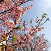 桜の画像