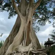 yksiの画像