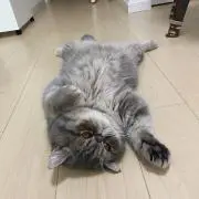 つぶれた猫の画像