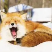 しふぉんけーきの画像