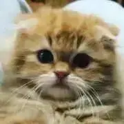 toruの画像