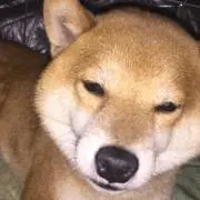 シバ☆