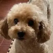 TJたまの画像