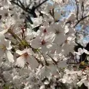 ktsk3996の画像