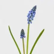 ムスカリの画像