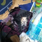 まぽこ