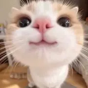 ぴょんの画像