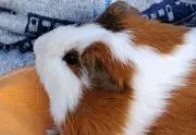 Lilyの画像
