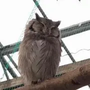 ゆずっこ