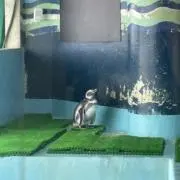 ペン