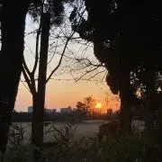 今日花の画像