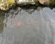 むら