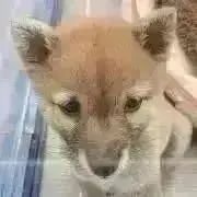 パピチー˙ᴥ˙ プロフ必読‎♡*