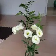 mi☆の画像