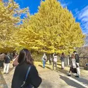 くいん
